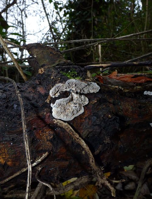 Resupinated fruit body on a fallen tree in Ware, UK.